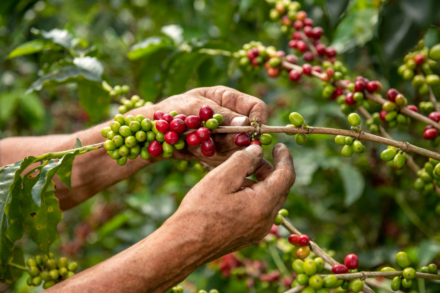 Challenges In Coffee Farming Leo Coffee Challenges In Coffee Farming Leo Coffee